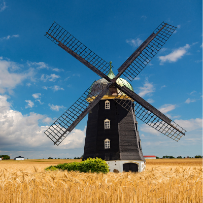 windmill in a corn field in front of a blue sky