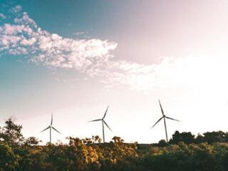 wind turbines in a field