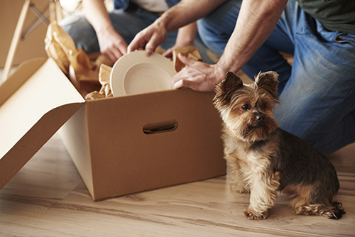 dog sitting next to a box being unpacked