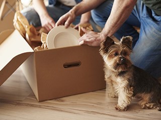 dog sitting next to a box being unpacked