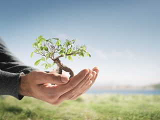 hands holding a small tree