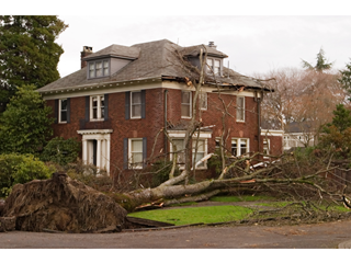 Fallen tree outside a home after a storm