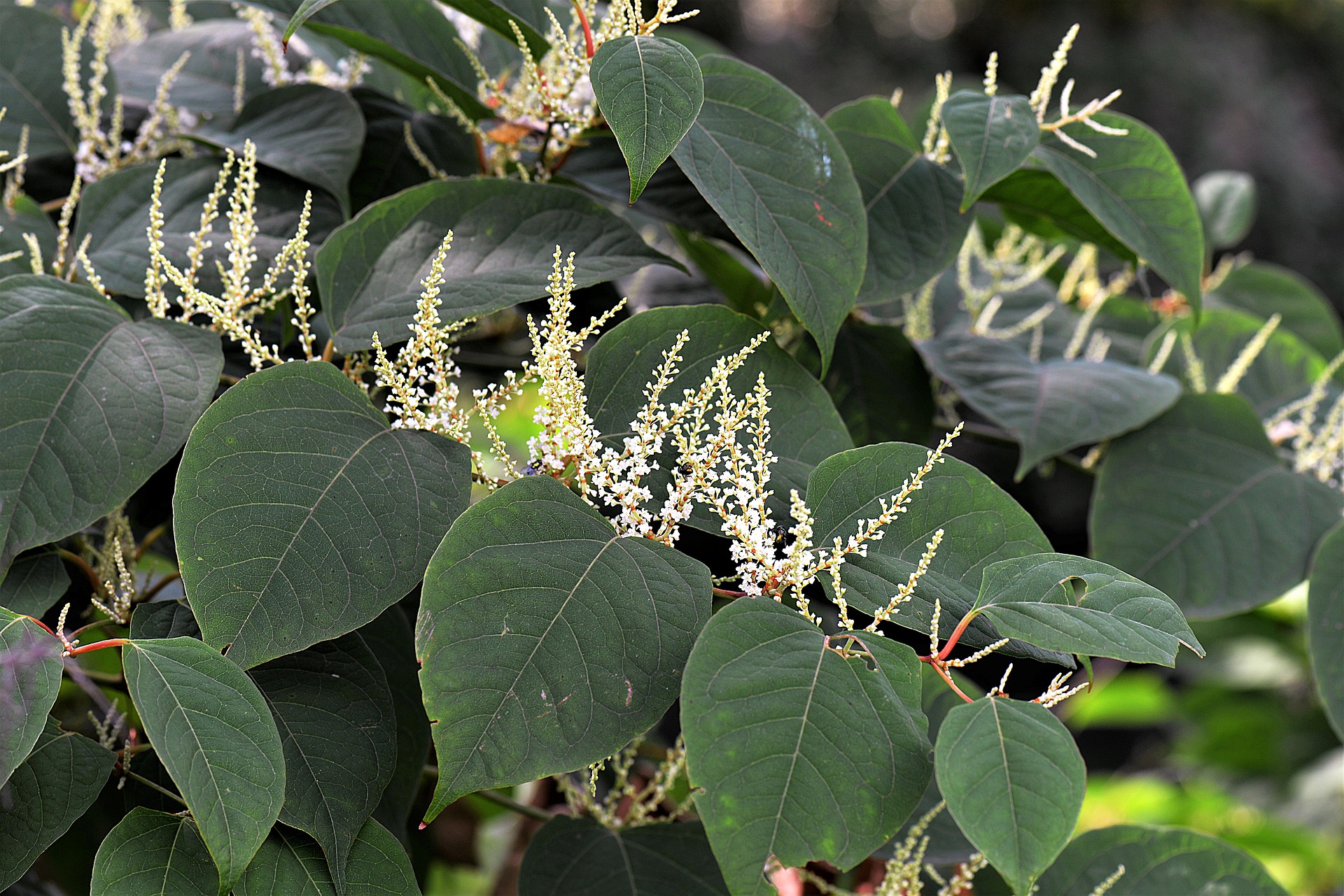 Japanese knotweed mortgage