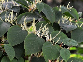 Japanese knotweed mortgage