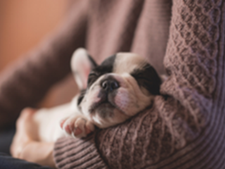 a small dog in the arms of a person