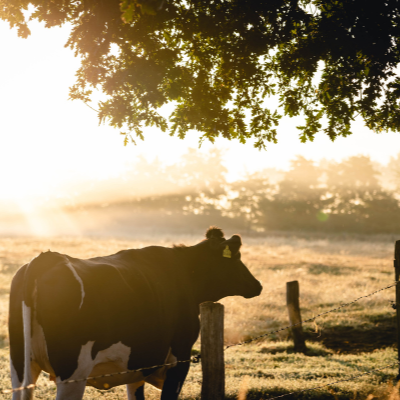 Cow in a field