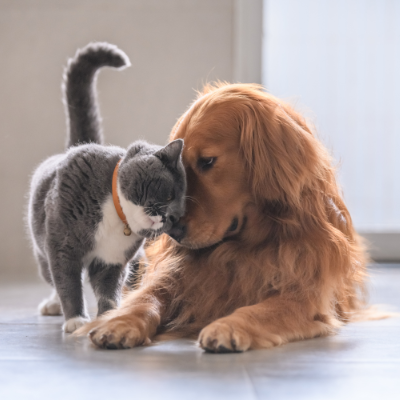Cat and dog together
